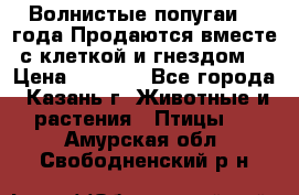 Волнистые попугаи, 2 года.Продаются вместе с клеткой и гнездом. › Цена ­ 2 800 - Все города, Казань г. Животные и растения » Птицы   . Амурская обл.,Свободненский р-н